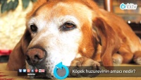 Köpek huzur evinin amacı nedir?