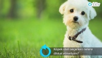 Köpek oteli seçerken nelere dikkat etmeliyim?
