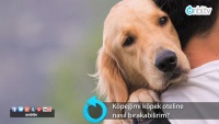 Köpeğimi köpek oteline nasıl bırakabilirim?