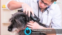Köpek otellerinde hangi hizmetleri alabiliriz?
