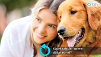 Köpek sahipleri nelere dikkat etmeli?