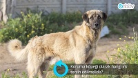 Koruma köpeği olarak hangi ırk köpek tercih edebilirim?
