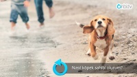 Nasıl köpek sahibi olurum?