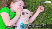 Seyahate giderken köpeğimi nereye bırakabilirim?