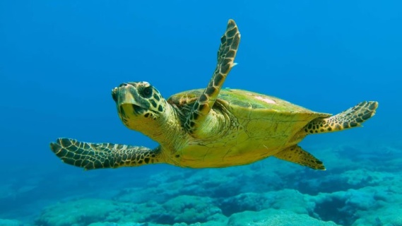 Caretta Caretta