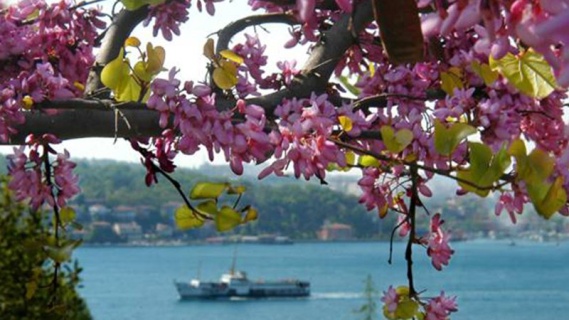 Erguvan Zamanı