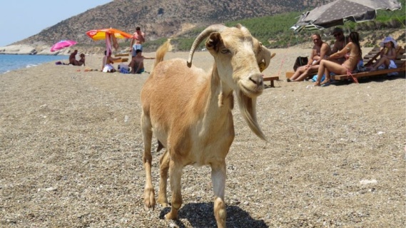 Gökçeada'da Keçi