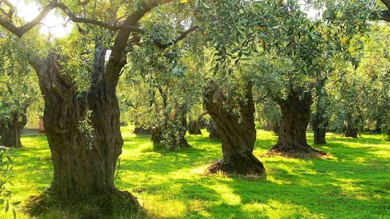 Rüyada Zeytin Görmek