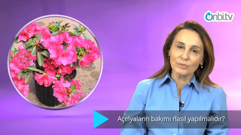 Açelya bakımı nasıl yapılır?