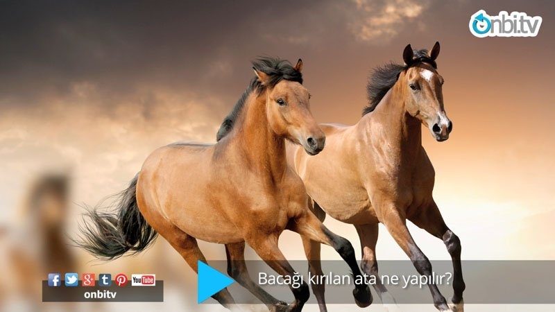 Bacağı kırılan ata ne yapılır?