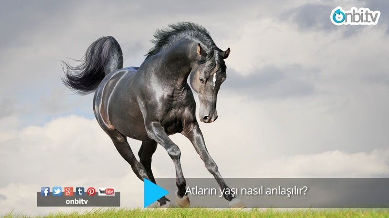 Atların yaşı nasıl anlaşılır?
