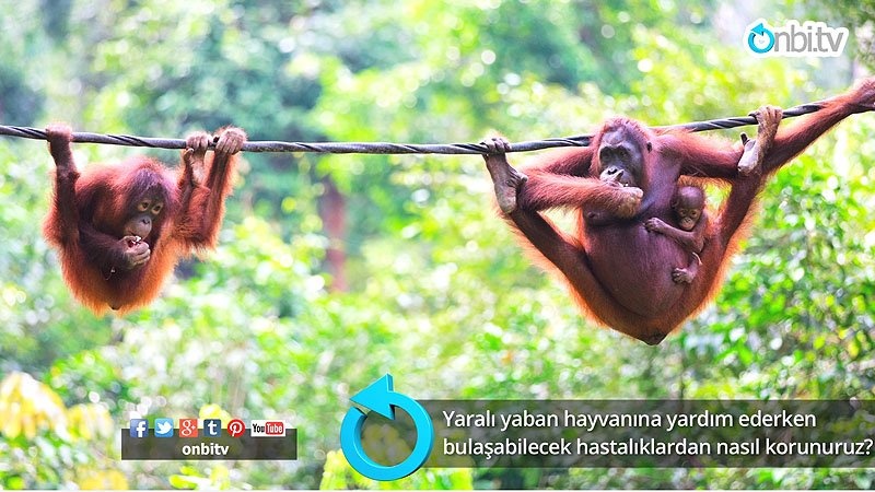 Yaralı yaban hayvanına yardım ederken bulaşabilecek hastalıklardan nasıl korunuruz? 
