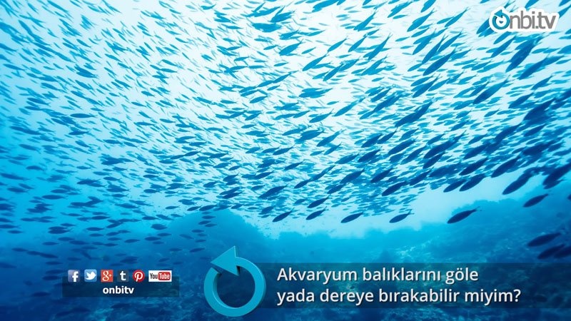 Akvaryum balıklarını göle ya da dereye bırakabilir miyim?