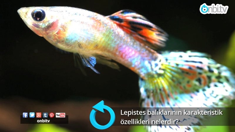 Lepistes balıklarının karakteristik özellikleri nelerdir?