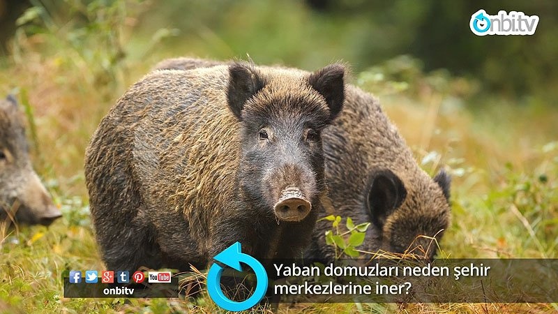 Yaban domuzları neden şehir merkezlerine iner?