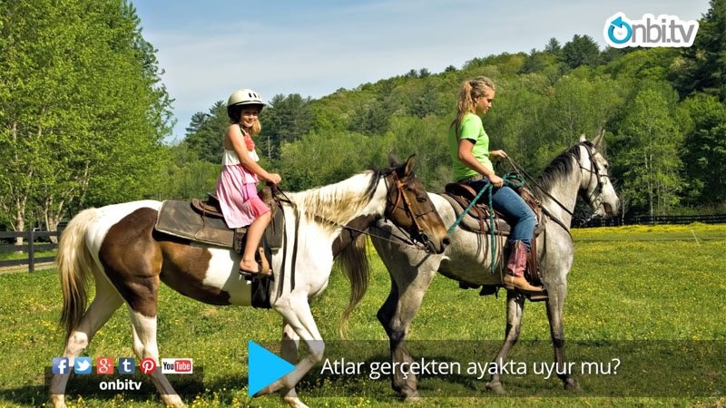Atlar gerçekten ayakta uyur mu?