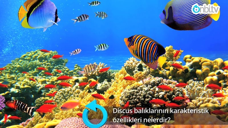Discus balıklarının karakteristik özellikleri neledir?