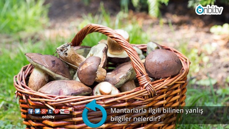 Mantarlarla ilgili bilinen yanlış bilgiler nelerdir?