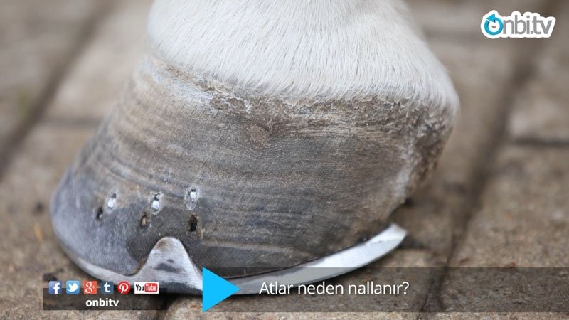 Atlar neden nallanır?