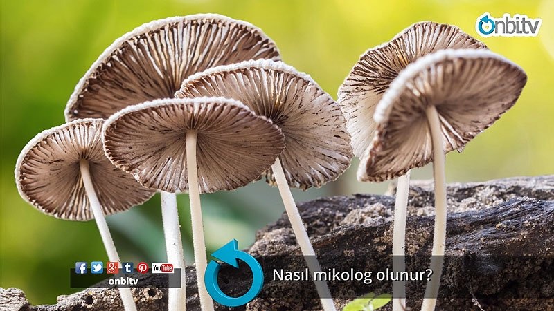 Nasıl mikolog olunur?