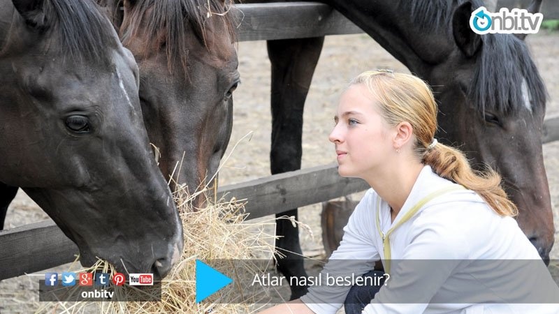 Atlar nasıl beslenir?