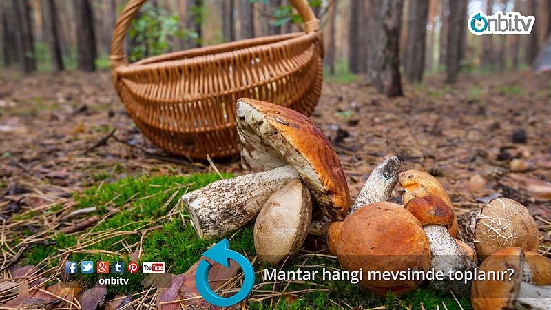Mantar hangi mevsimde toplanır?