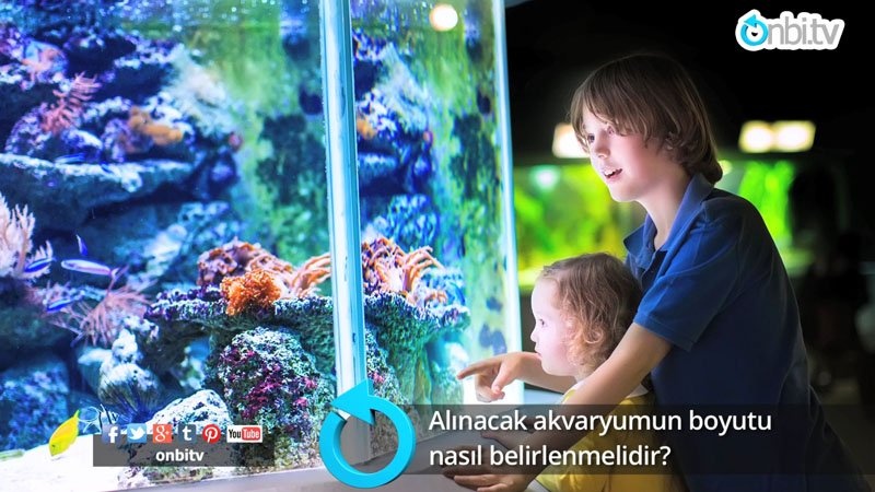 Alınacak akvaryumun boyutu nasıl belirlenmelidir?
