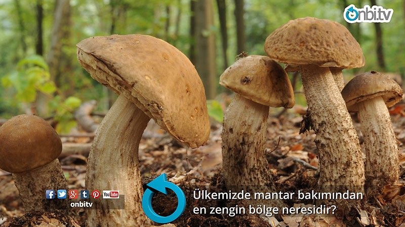 Ülkemizde mantar bakımından en zengin bölge neresidir? 