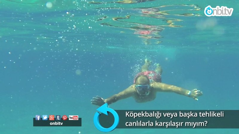Köpekbalığı veya başka tehlikeli canlılarla karşılaşır mıyım? 