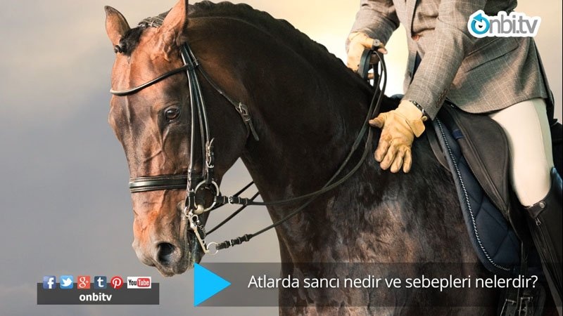Atlarda sancı ne ifade eder?