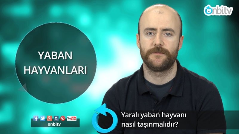 Yaralı yaban hayvanı nasıl taşınır?