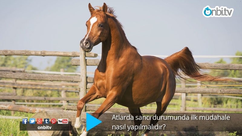 Atlarda sancı durumunda ilk müdahale nasıl yapılmalı?