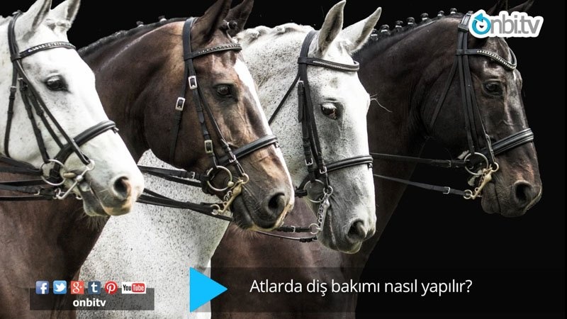 Atlarda diş bakımı nasıl yapılır?