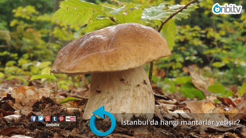 İstanbul'da hangi mantarlar yetişir?