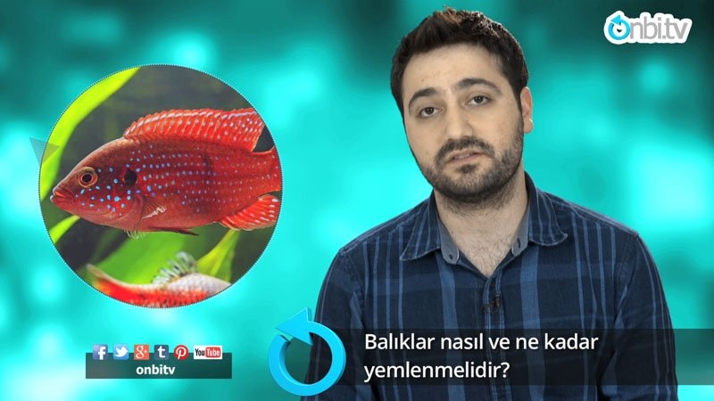 Balıklar nasıl ve ne kadar yemlenmelidir?