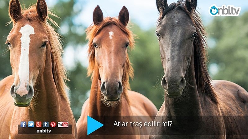 Atlar tıraş edilir mi?