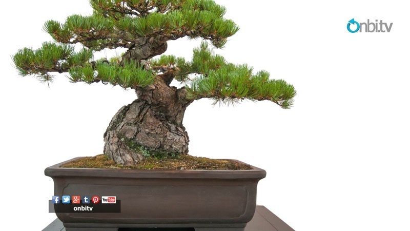 Bonsai bakımı nasıl yapılır?