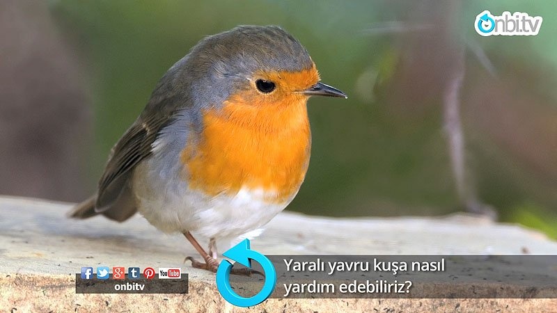Yaralı yavru kuşa nasıl yardım edebiliriz? 