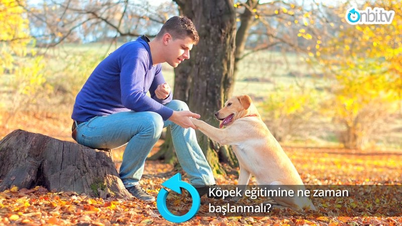 Köpek eğitimine ne zaman başlanmalı?