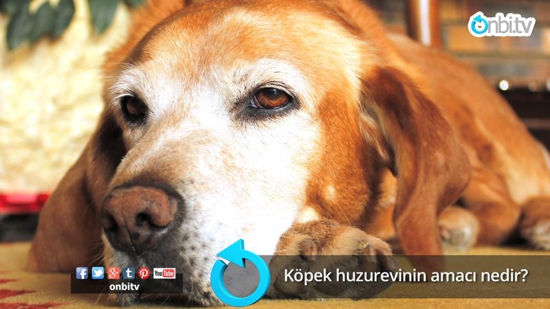 Köpek huzur evinin amacı nedir?