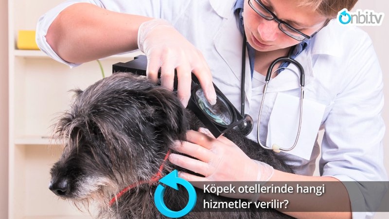 Köpek otellerinde hangi hizmetleri alabiliriz?