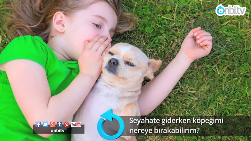 Seyahate giderken köpeğimi nereye bırakabilirim?
