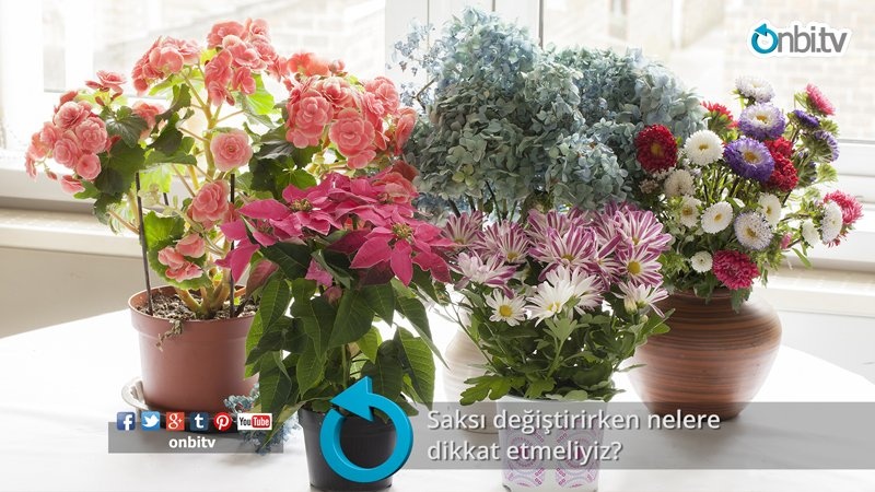 Saksı değiştirirken nelere dikkat etmeliyiz?