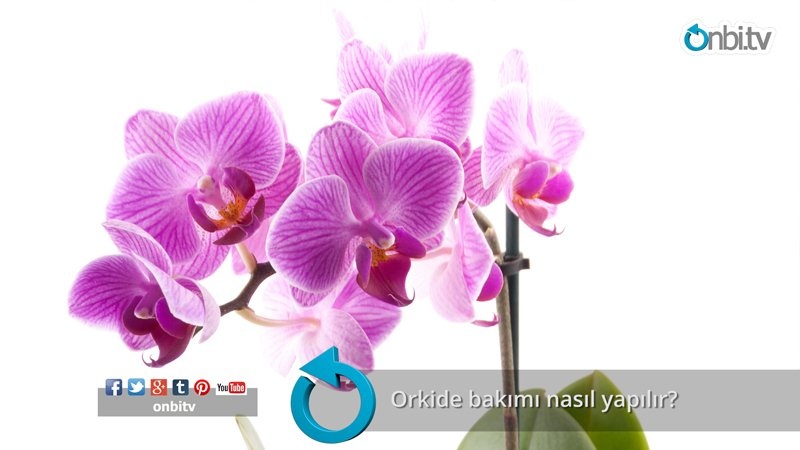 Orkide bakımı nasıl yapılır?