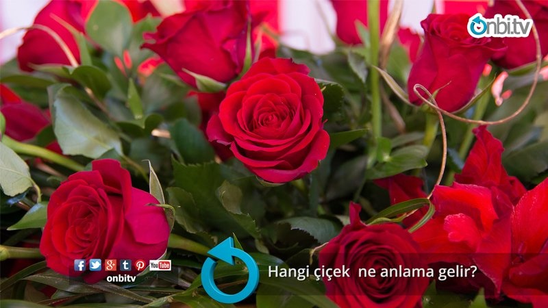 Hangi çiçek  ne anlama gelir?