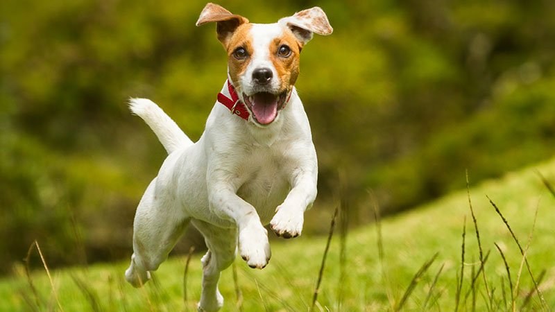 Rüyada Köpek Görmek