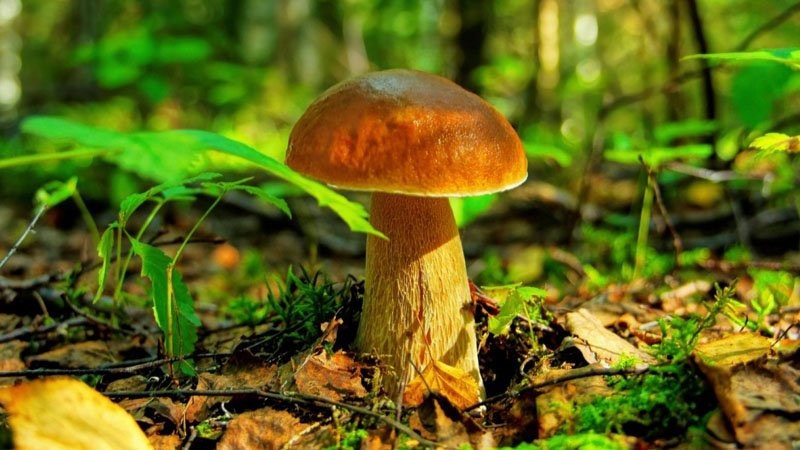 Rüyada Mantar Görmek