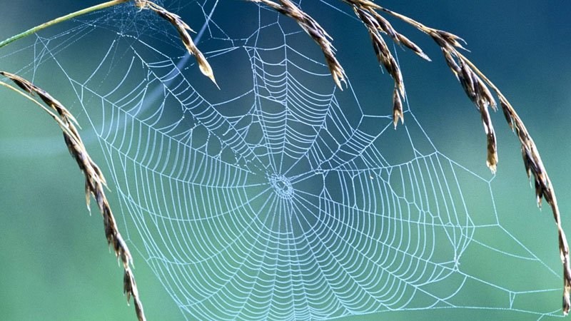 Rüyada Örümcek Ağı Görmek